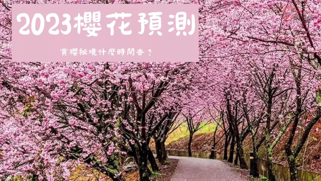 2023台灣櫻花季